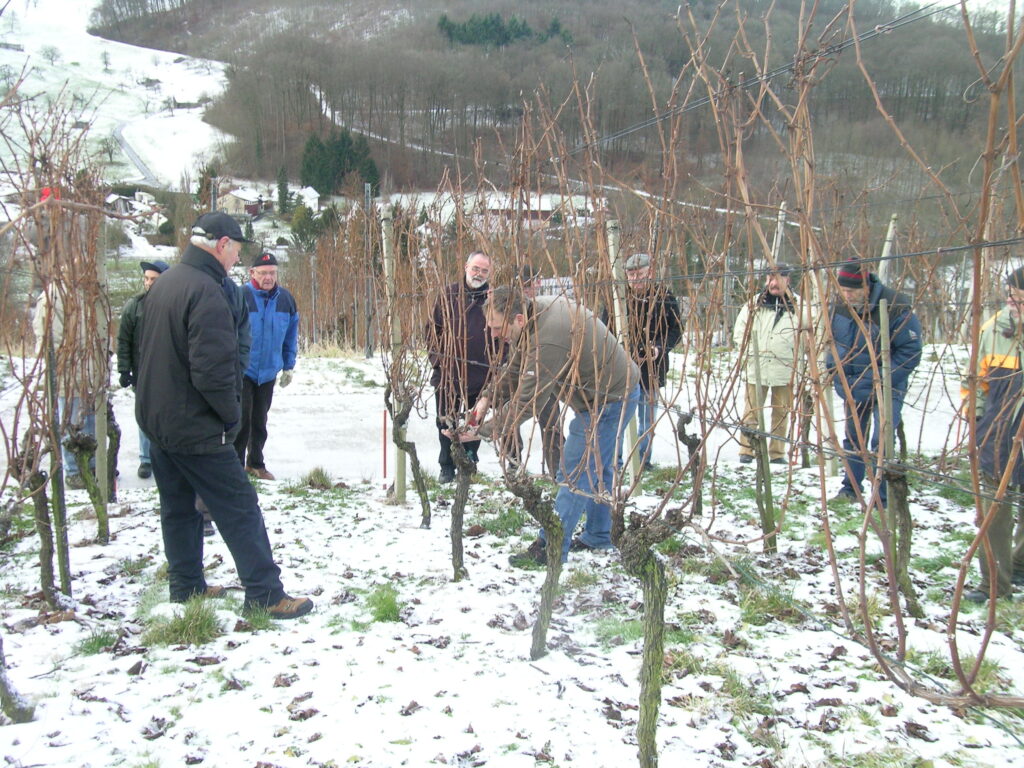 Winzer im Rebberg