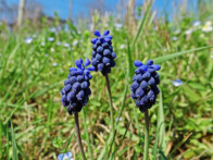 Weinberg-Traubenhyazinthe