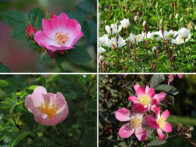 Wein-, Feld-, Hunds- und Bereifte Rose.........