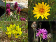 Acker-Wachtelweizen, Wiesen-Bocksbart, Hufeisen-Klee, Wiesen-Flockenblume