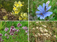 Gemeines Leinkraut, Wegwarte, Echter Dost, Gewöhnliche Golddistel