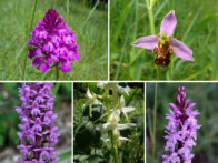 Spitzorchis, Bienen-Ragwurz, Langspornige Handwurz, Weisses Breitkölbchen, Fuchs-Gefleckte Fingerwurz
